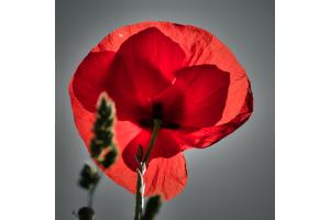 durch die Blume