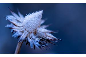 Morgenreif