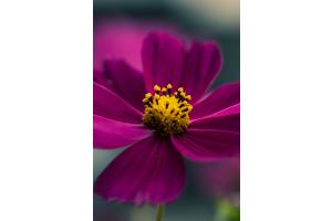 Cosmos Cosmos