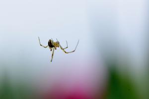 Spinne am Seil