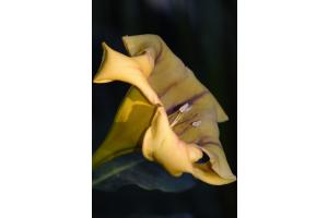 Solandra