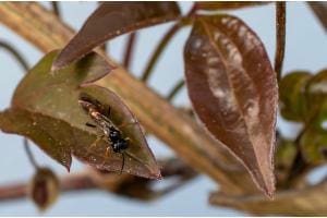 Insekt auf Clematis
