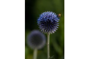 Kugeldistel Kugeldistel