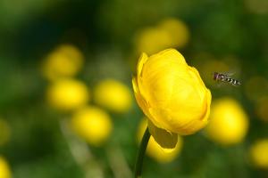 Trollblume