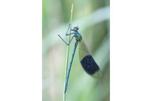 Makro Libelle mit Morgentau Makro Libelle mit Morgentau
