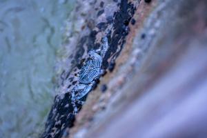 Flucht ins Meer