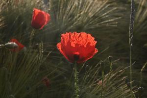 Mohnblume im Gegenlicht Mohnblume im Gegenlicht