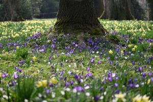 Blumenteppich im Park Schloss Landshut, Utzenstorf