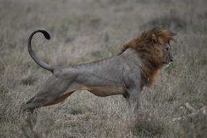 Lion King
