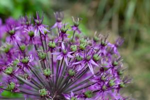 Im Garten