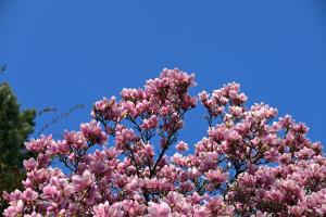 Magnolienblüten in Basel