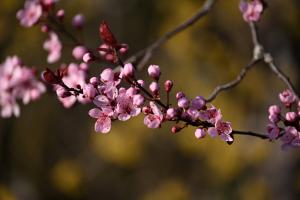 Wildpflümli-Blüten