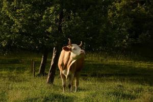 die cooli