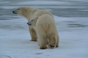Eisbär - Churchill, Kanada