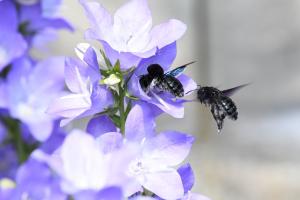 Holzbienen am Honigtopf