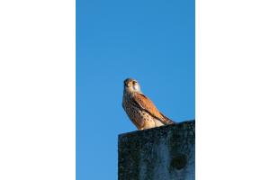 Mit scharfem Blick: Turmfalke 