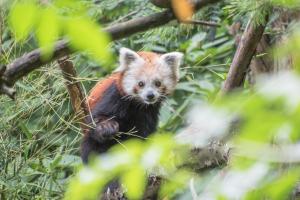 Kleiner Panda Zoo Zürich
