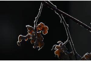 Winterstimmung im Garten Winterstimmung im Garten