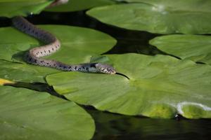 Ringelnatter im Gartenteich 