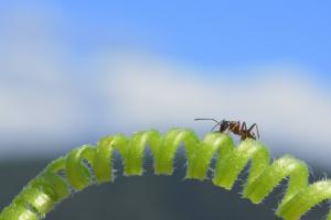 Auch Insekten benützen Brücken  