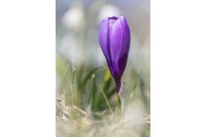 Blütenzauber