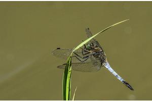 Libelle geniesst die Sommersonne