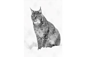 Gemütlicher Pinselohr im Schnee