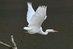Eleganz am Wasser, Silberreiher am Wohlensee BE