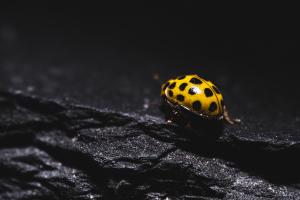Ladybug kleiner Freund Ladybug kleiner Freund