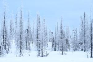 Weisse Stille