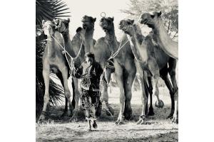 Unterwegs  mit  den Nomades Arabes im Tschad