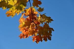 Herbstliche Ahornblätter, Walkringen