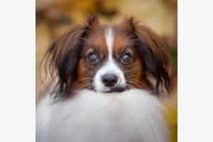 Hundeblick Hundeblick