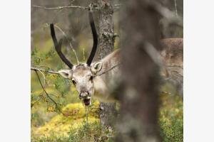 Rentier im Wald