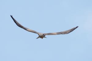 Fliegen in Perfektion