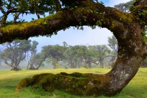 im Hochland von Madeira
