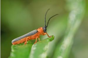 Insecte Insecte