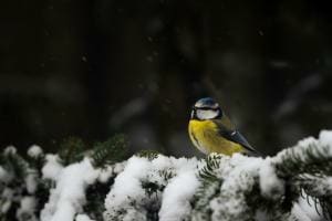 Blaumeise im Schnee