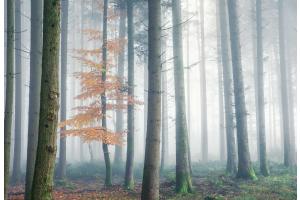 Dancing Tree