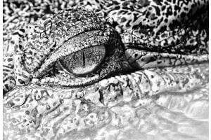Das Auge Das Auge