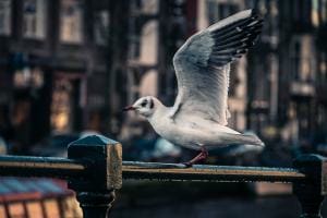 De meeuw De meeuw