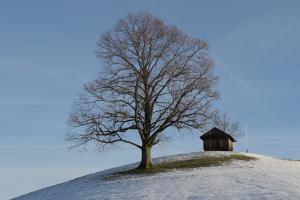 Der Baum