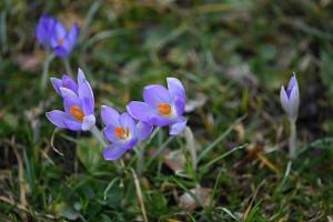 Die Krokusse 