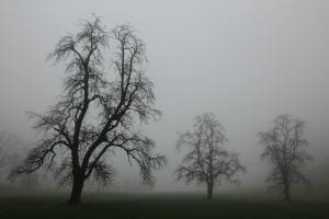 Bäume im Nebel