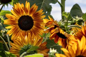 Klimadebatte der Sonnenblumen Klimadebatte der Sonnenblumen