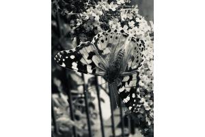 Schmetterling