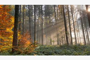 Brouillard Brouillard