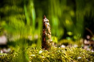 A pine cone in the middle of a grassy forest...