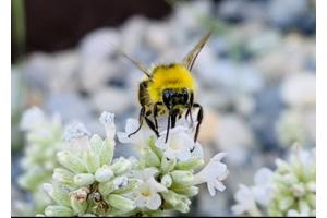 Bienenbesuch im Garten