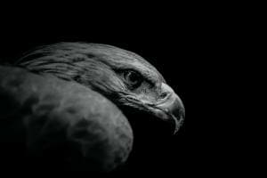 Ein scharfer Blick Ein scharfer Blick